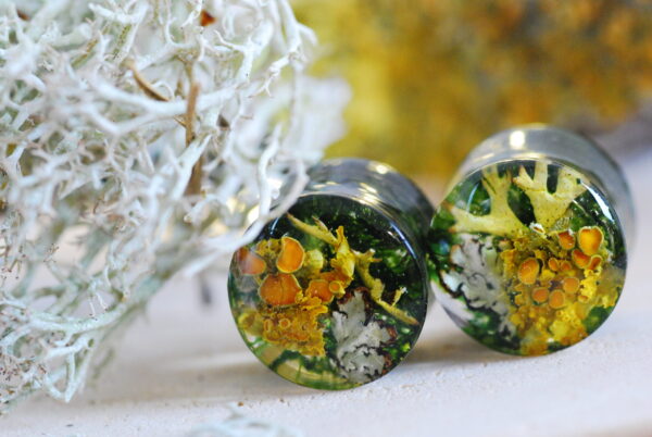 gauges filled with orange lichen and green moss