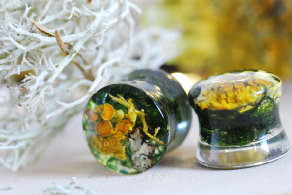 ear gauges made with orange lichen