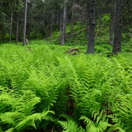 green ferns weaving on the forest floor