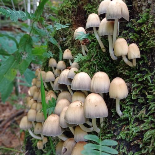 wild mushrooms we use for making our ear plugs