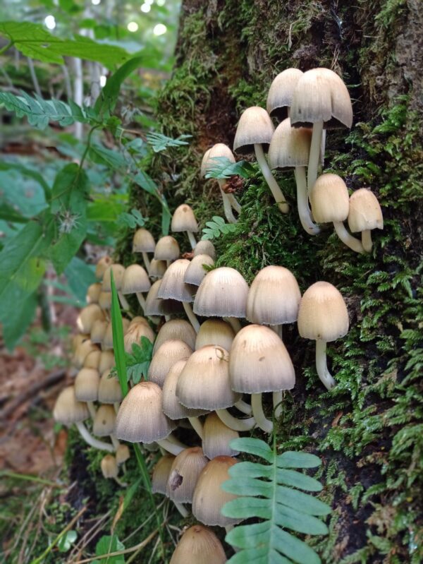 wild mushrooms we use for making our ear plugs